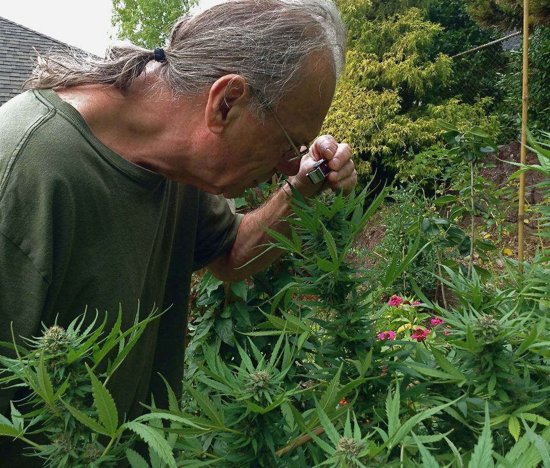 A new America Botany study of an Amazing and Beneficial Plant