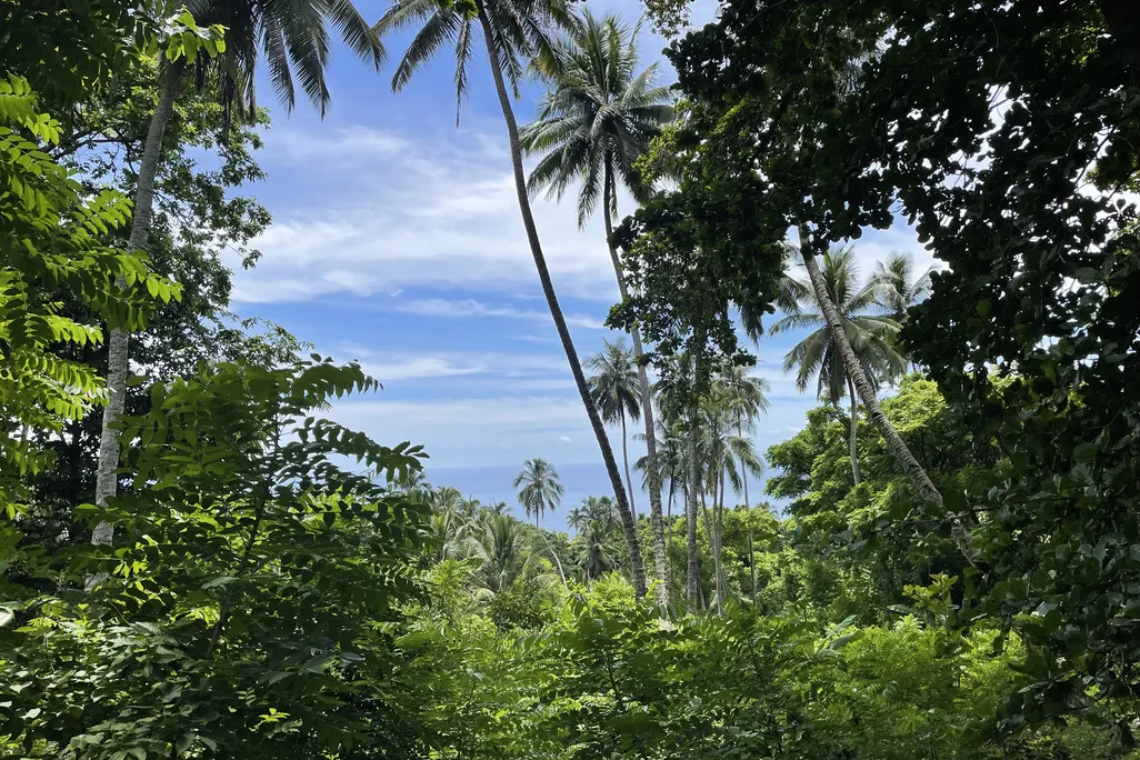 View of the ocean and the sky framed by green foliage