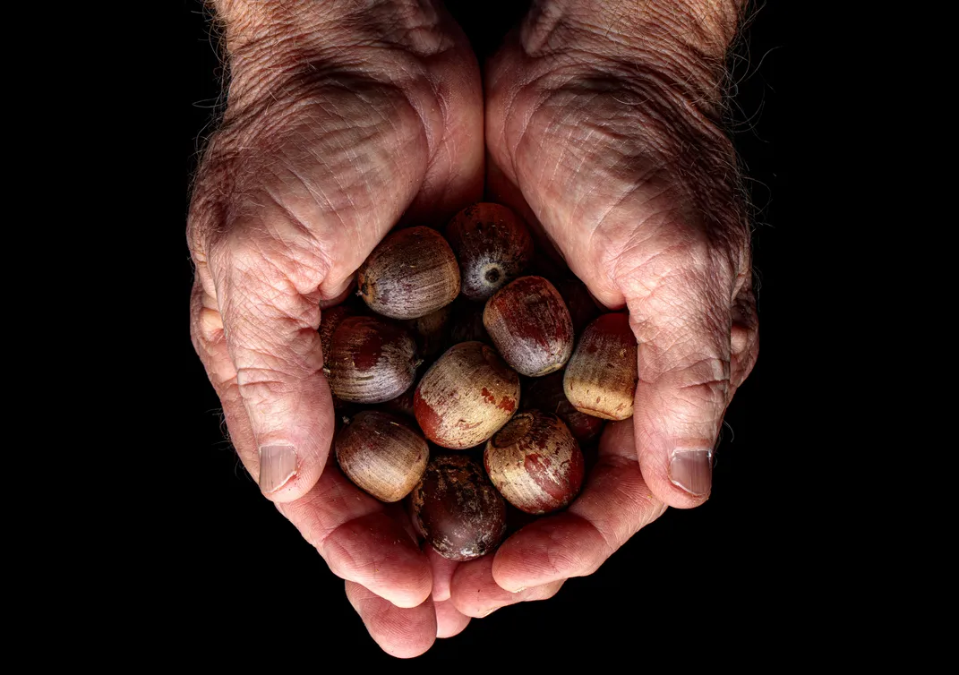 Hands displaying acorns 