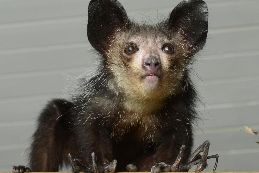 Aye-aye 2