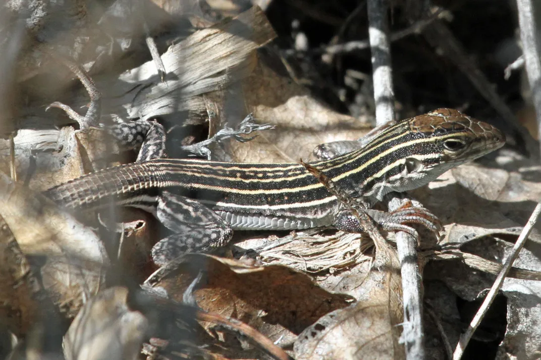 New Mexico whiptail