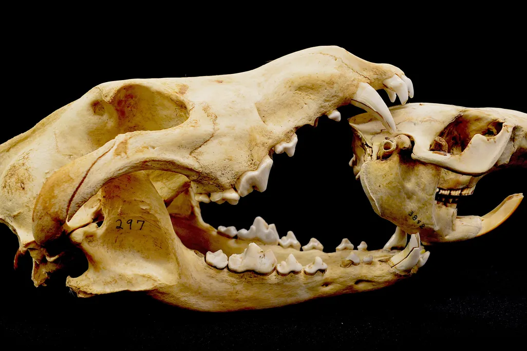 Wolf skull and beaver skull