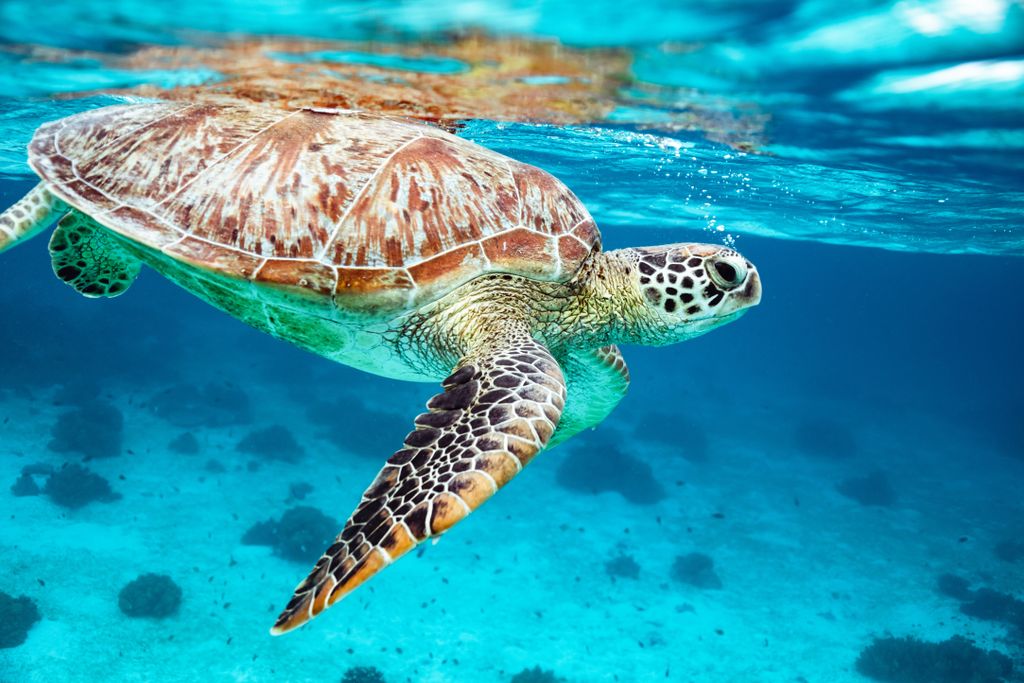 Green sea turtle swimming in bright blue water