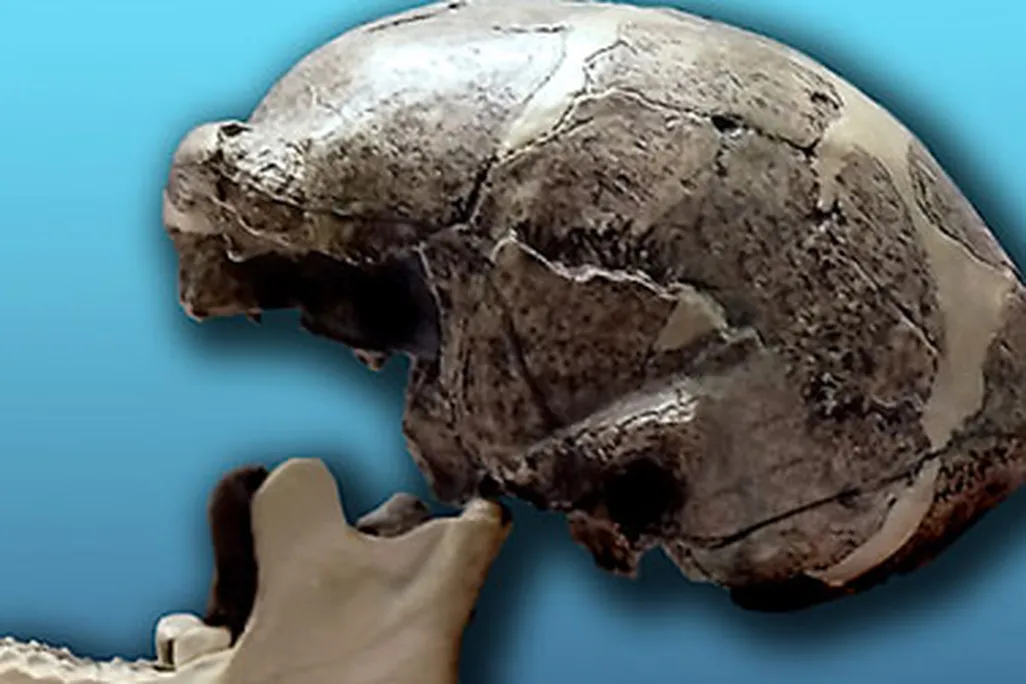 A replica of one of the Peking Man skulls