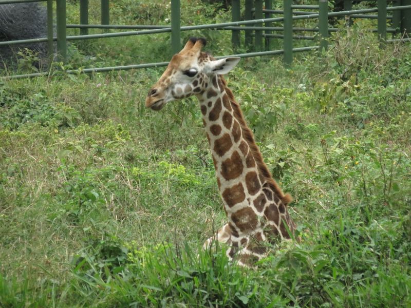 A "planted" giraffe Smithsonian Photo Contest Smithsonian Magazine