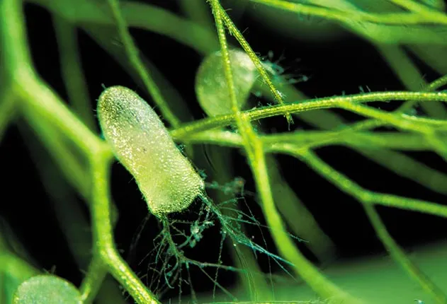 Tiny aquatic bladderworts