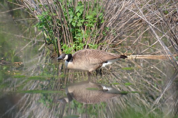 The Kaleidoscopic Goose thumbnail
