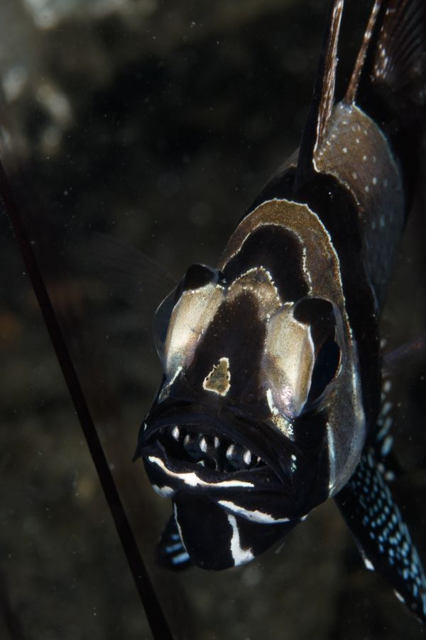 Between Shelter and Curiosity thumbnail