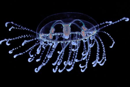 This jellyfish, Scolionema suvaense, was raised in the National Museum of Natural History’s Invertebrate Zoology “AquaRoom.” Here, the species is sinking through food with its tentacles spread wide. (Allen Collins, Smithsonian)