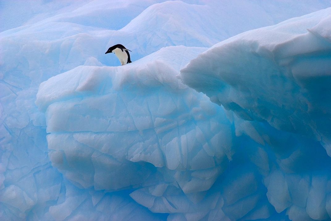 Solitary penguin waiting to jump in the water. Credit: Cara Sucher