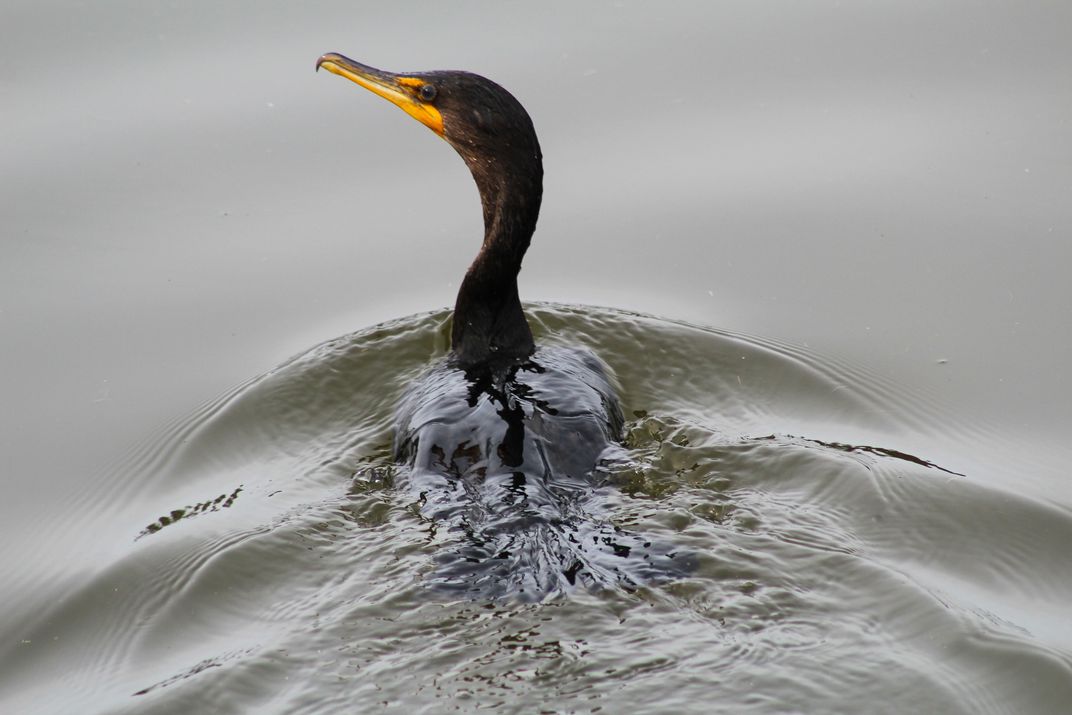 A cormorant swimming while viewing birds at Oso Flaco Lake ...