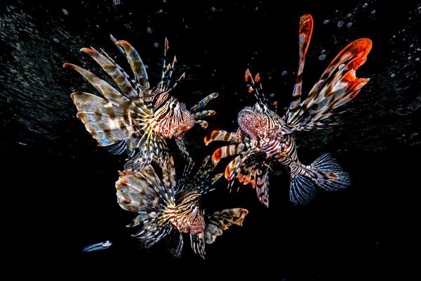 Nocturnal Trio: Lionfish at the Surface thumbnail