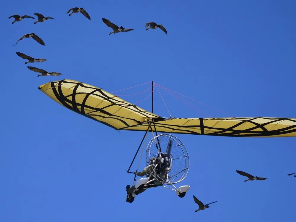 Tens of millions of years of bird evolution guided some of the most important elements of human-powered flight. (Pixabay)