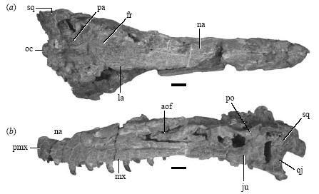 20110520083128new-tyrannosaur-proceedings.jpg