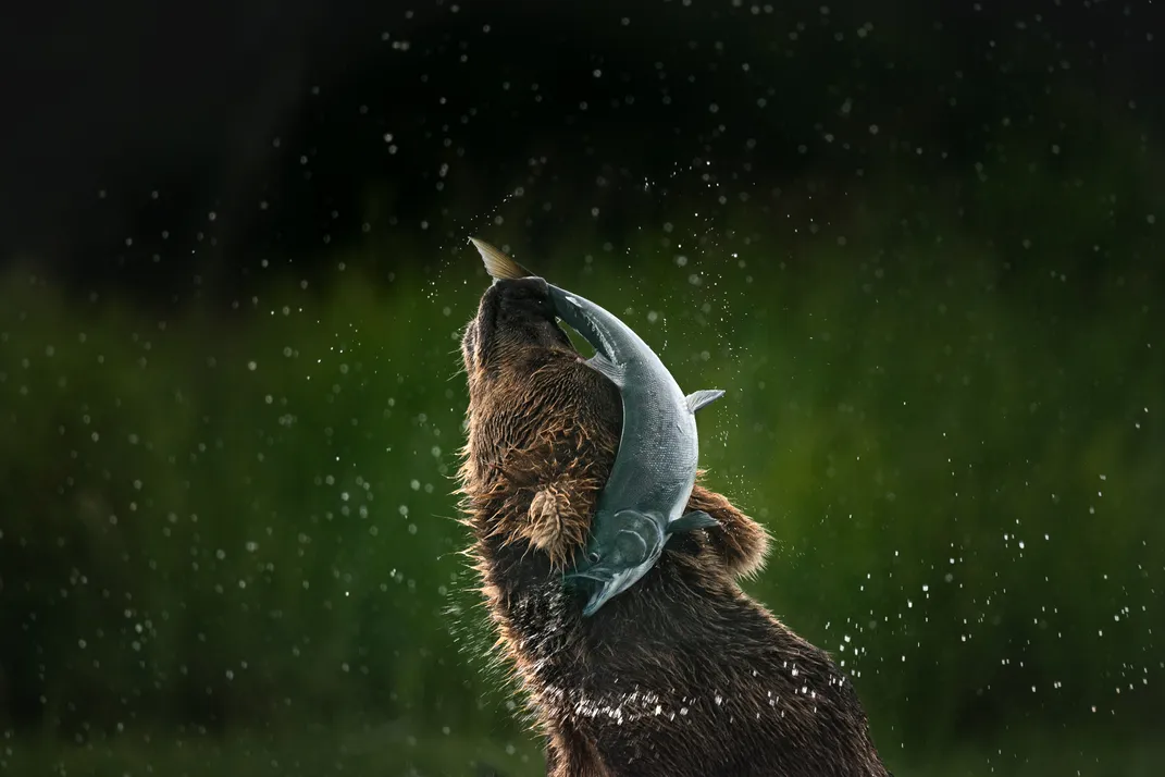 A bear has a fish on the back of its head