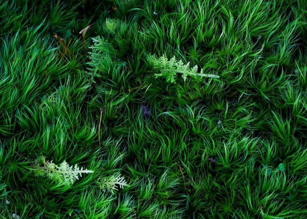 Moss and Ferns thumbnail