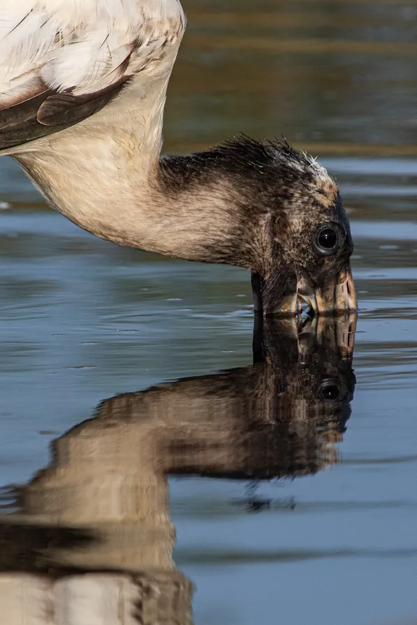Portrait of wood stork thumbnail