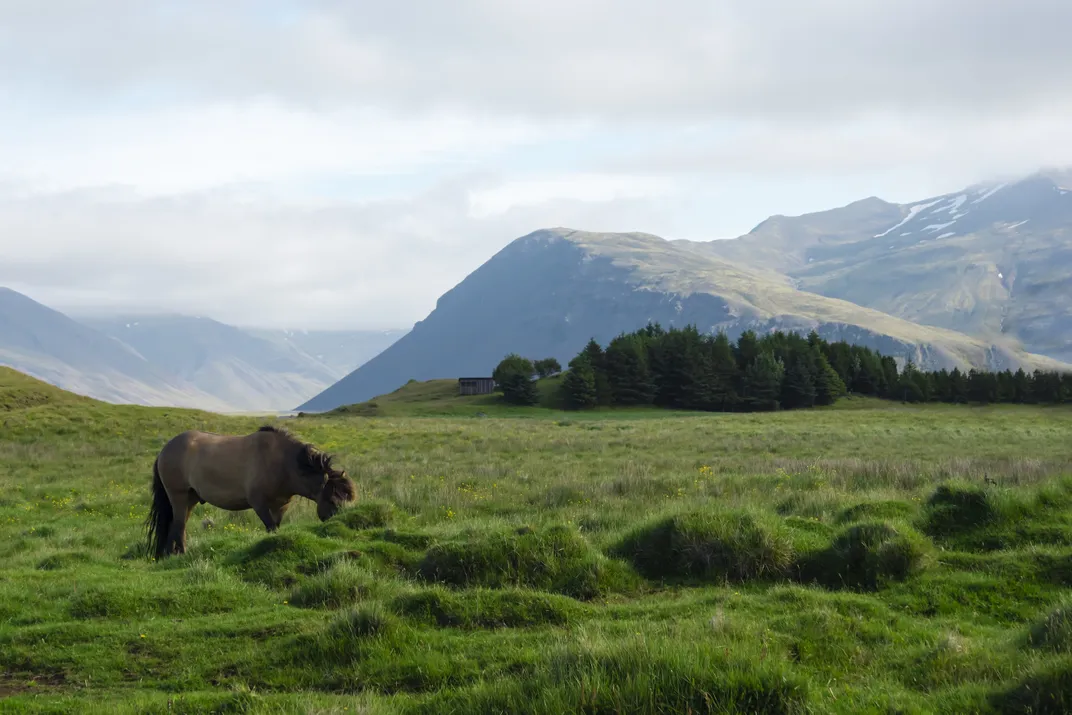 Landscape with Icelandic pony