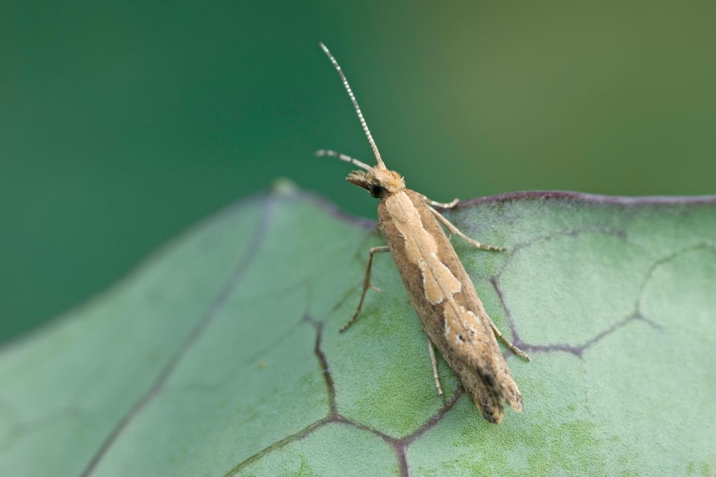 Diamondback Moth