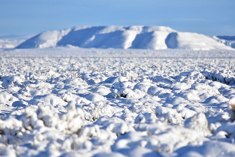 Cold Steppe