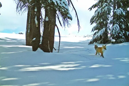 Yosemite National Parks "carnivore crew" spotted this rare Sierra Nevada red fox with a motion-sensitive camera.