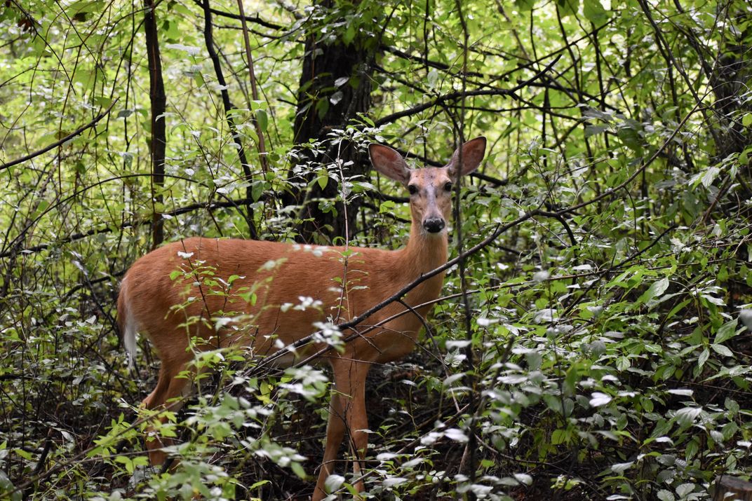 Oh, deer | Smithsonian Photo Contest | Smithsonian Magazine