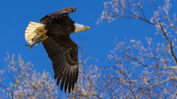 Bald Eagle heading back to the nest with Breakfast in early Spring thumbnail