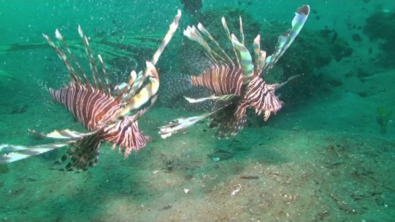 Preview thumbnail for The Colorful Lionfish Under the Sea