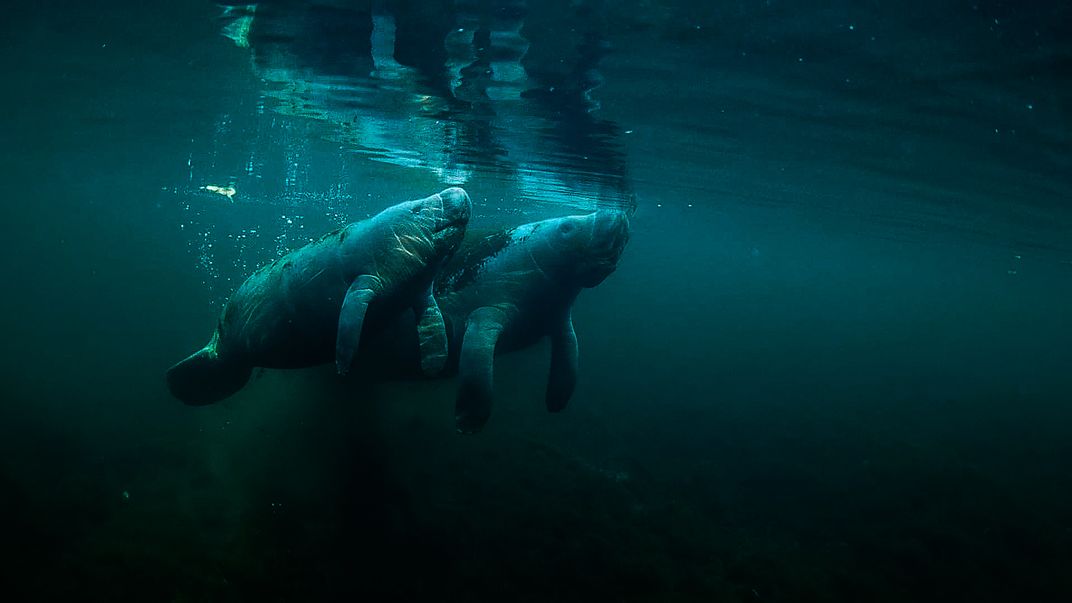 mother and calf manatees rising for a breath of air in Crystal River