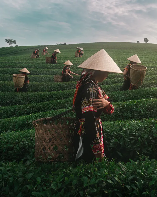 "Hands of Tradition" - Vietnamese Tea Leaf Pickers thumbnail