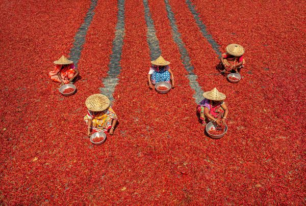 PROCESSING CHILLIES thumbnail