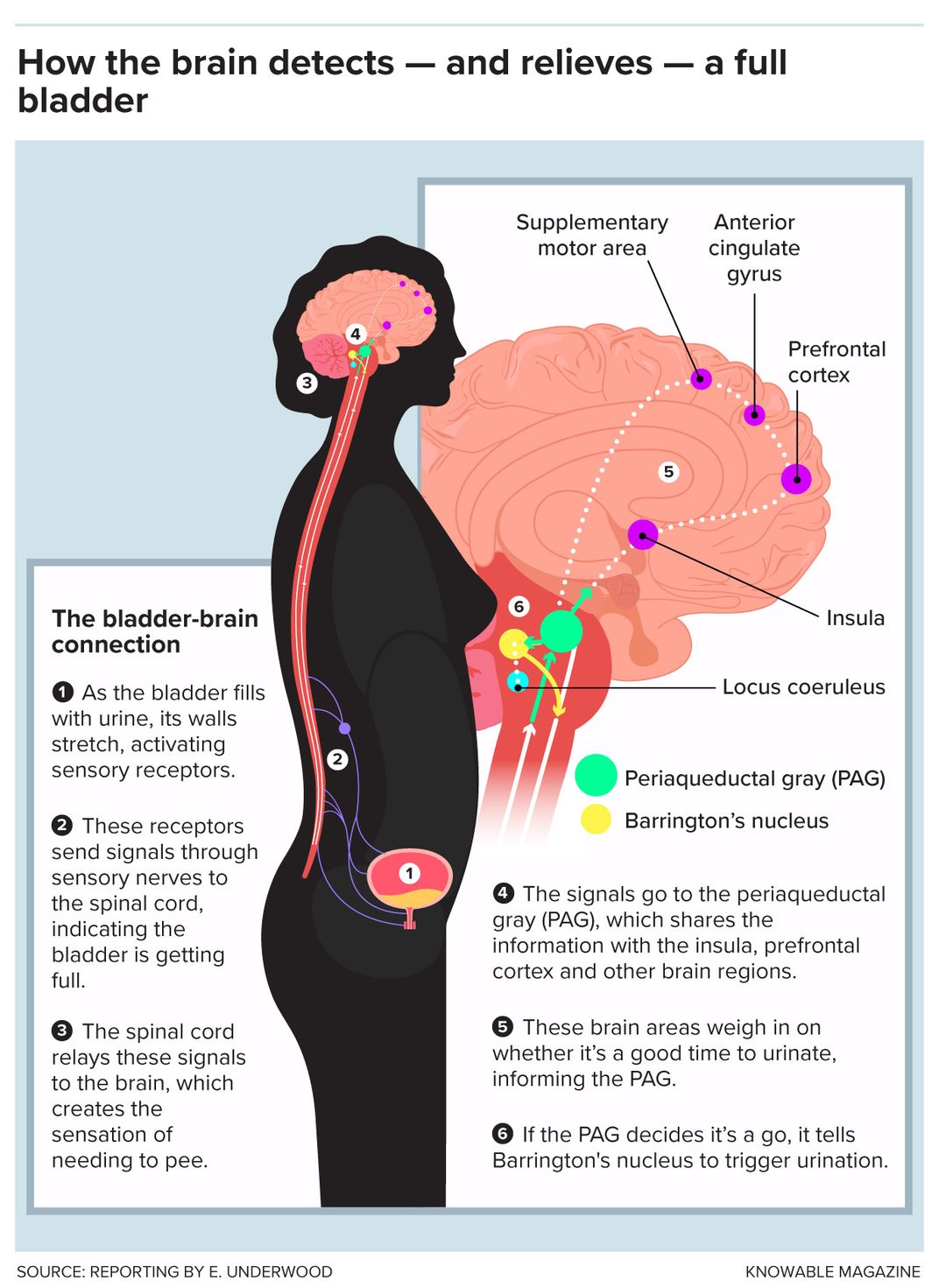 大脑和膀胱图