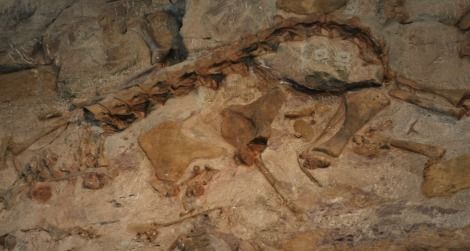bonebed