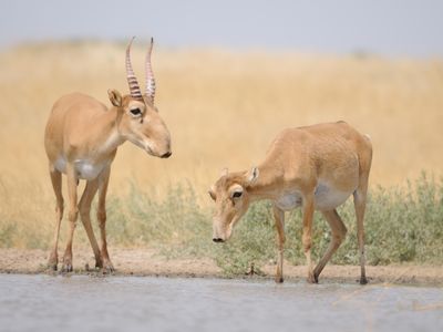 Saiga at the watering hole in a federal nature reserve in Kalmykia, Russia