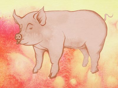 Transplanting pig organs into people may soon become routine.