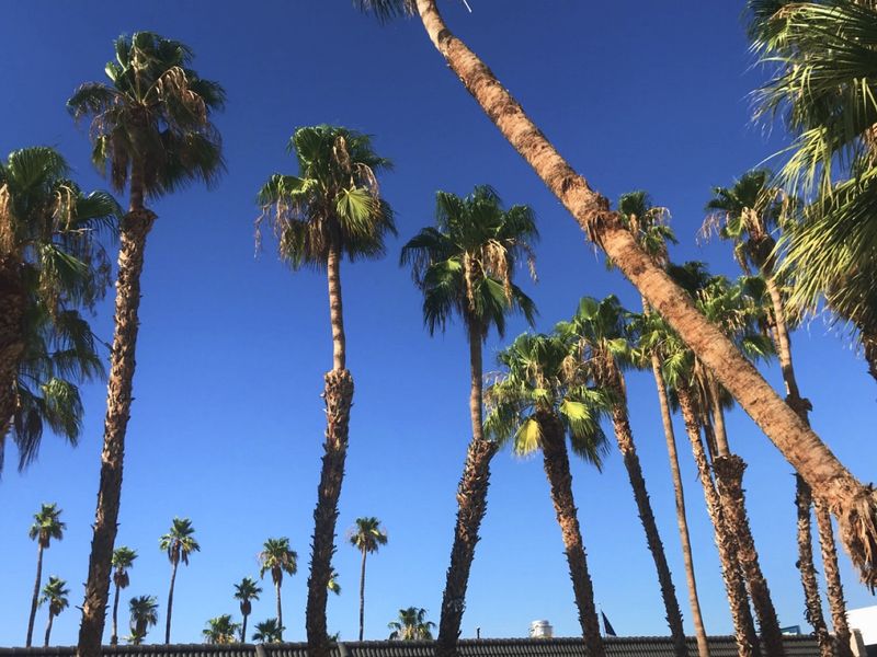 A thousand palms. Smithsonian Photo Contest Smithsonian Magazine