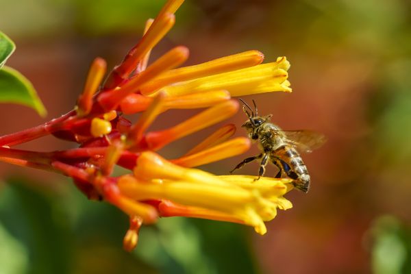 Buzzing Beauty: A Honeybee's Nectar Quest thumbnail