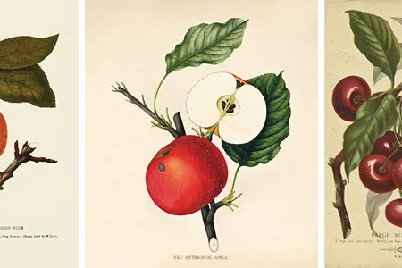 Before there were fruit patents, there were pictures. Shown here is The Red Astrachan apple.
