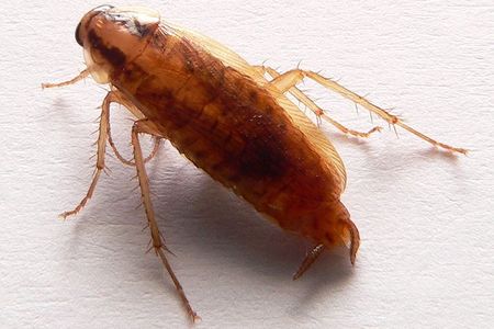 German cockroach