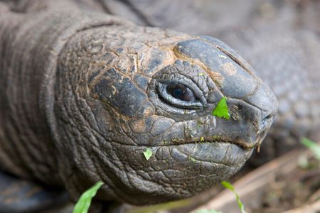 Unsurprisingly, some giant tortoises take issue with humans trying to watch them breed.



