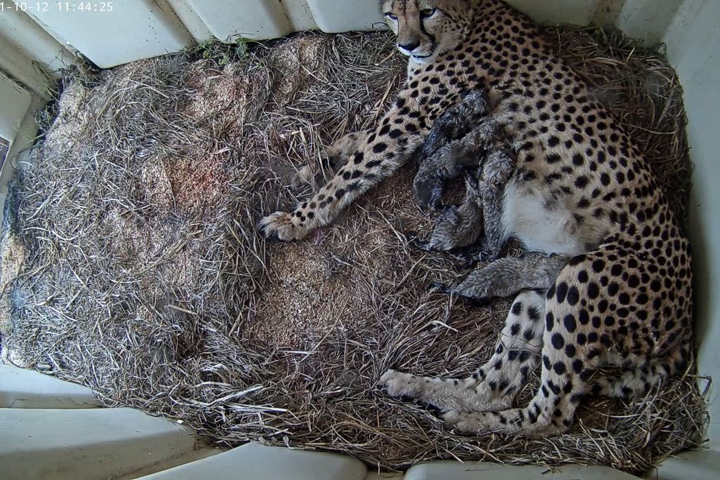 Cheetah Cubs