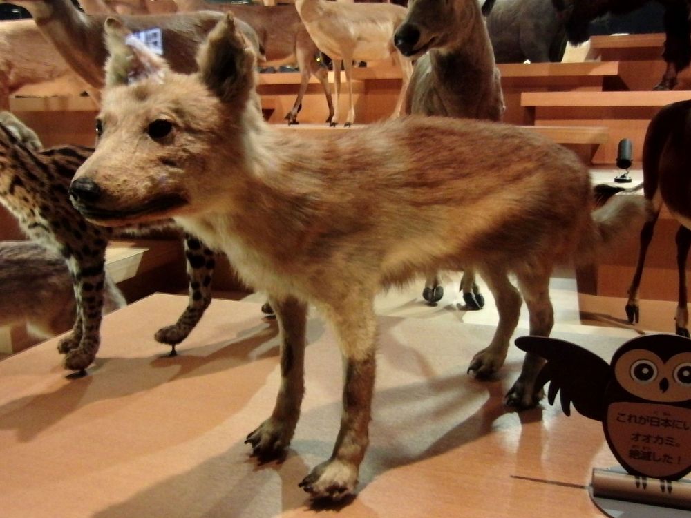 An image of a taxidermed specimen of the Japanese wolf on display at the National Museum of Nature and Science in Tokyo