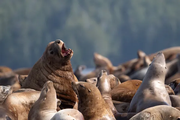 A Sea Lion in a Sea of Sea Lions thumbnail