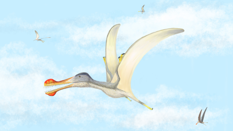 This illustration is an artist's interpretation of what a toothed pterosaur may have looked like 100 million years ago.