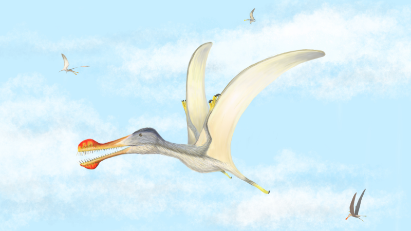 Pteranodon was a giant flying reptile which lived during