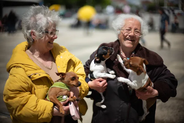 The Portuguese Sisters and their Puppies thumbnail