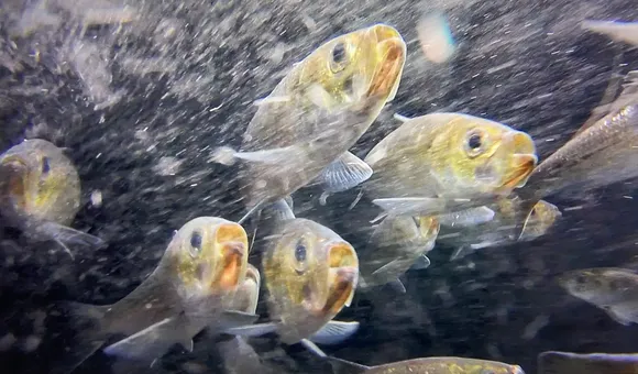 Closeup of a handful of river herring underwater swimming toward the viewer, with silver bodies, yellow faces and beady black eyes.