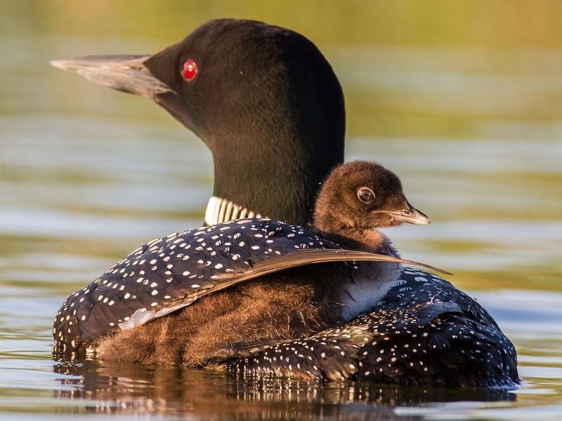 Baby Loon Riding On Parent Smithsonian Photo Contest Smithsonian