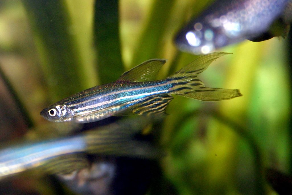 fish
