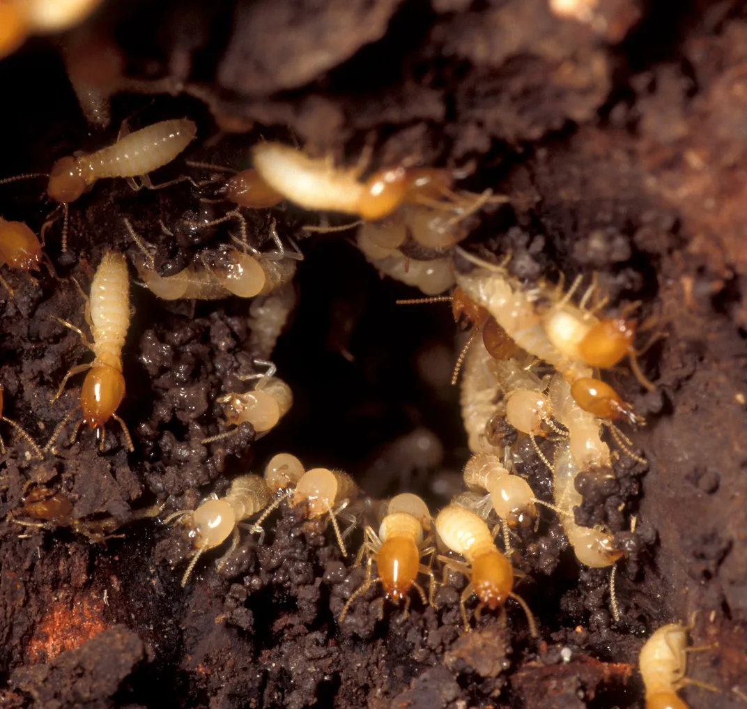 Termite Mound